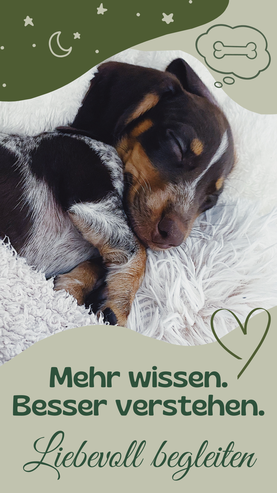 Wau-Miau Pfotenwissen