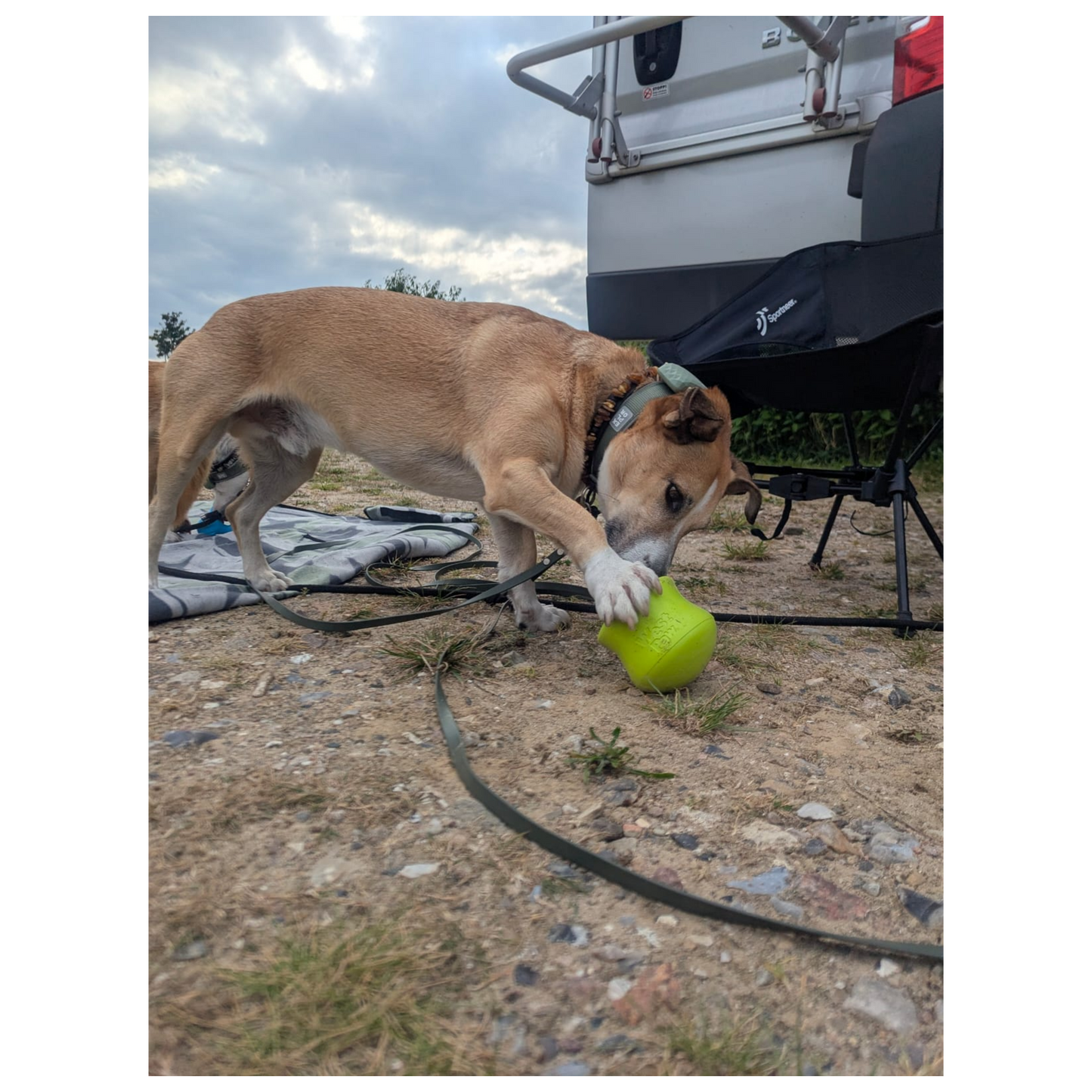 West Paw Toppl – Der clevere Snack-Becher für smarte Hunde