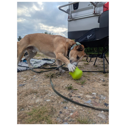 West Paw Toppl – Der clevere Snack-Becher für smarte Hunde