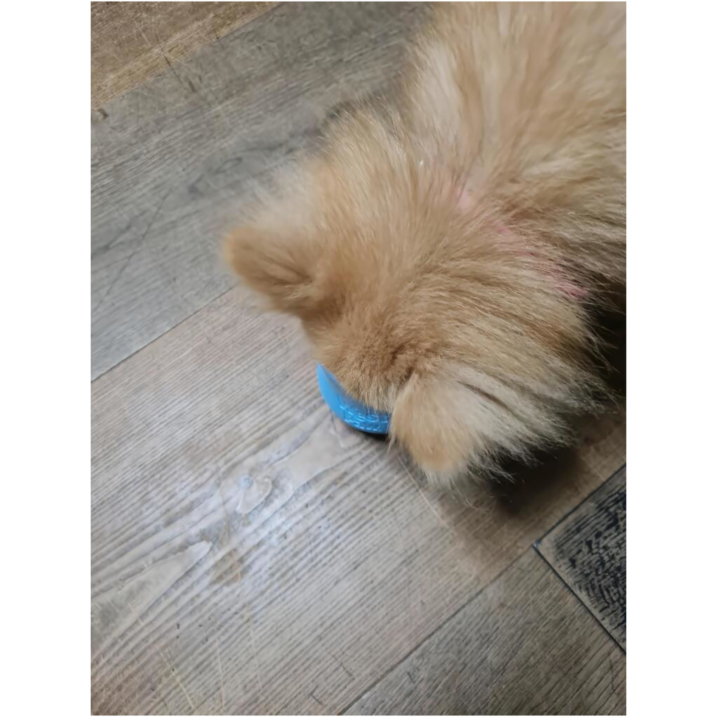 West Paw Toppl – Der clevere Snack-Becher für smarte Hunde