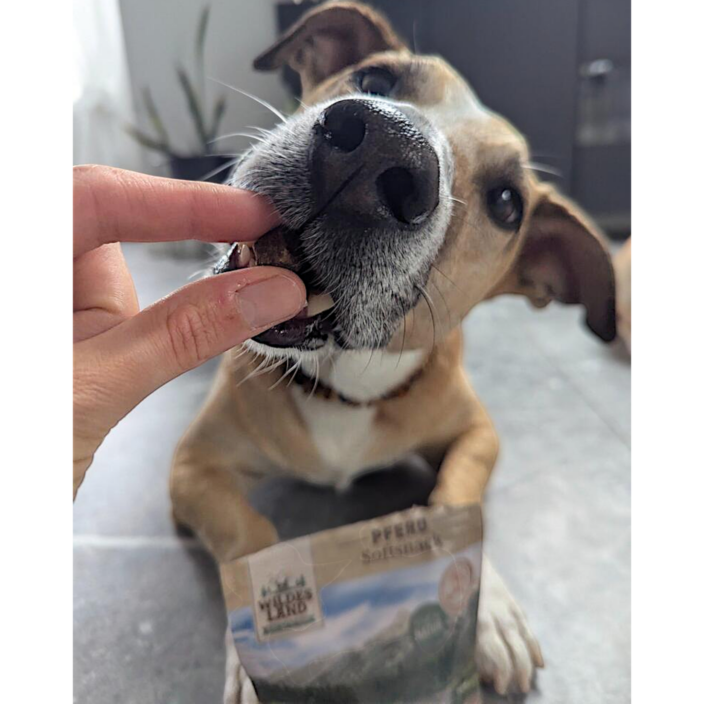 Wildes Land Dog - Softsnack Pferd