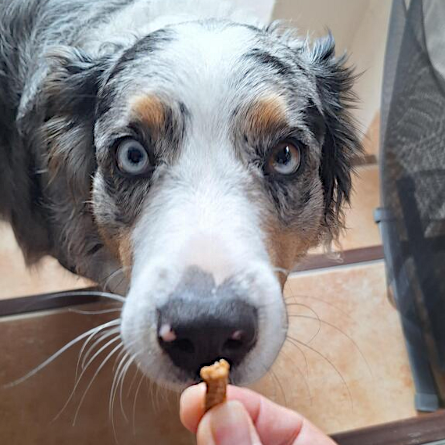 Wildes Land Dog - Trainingssticks Huhn