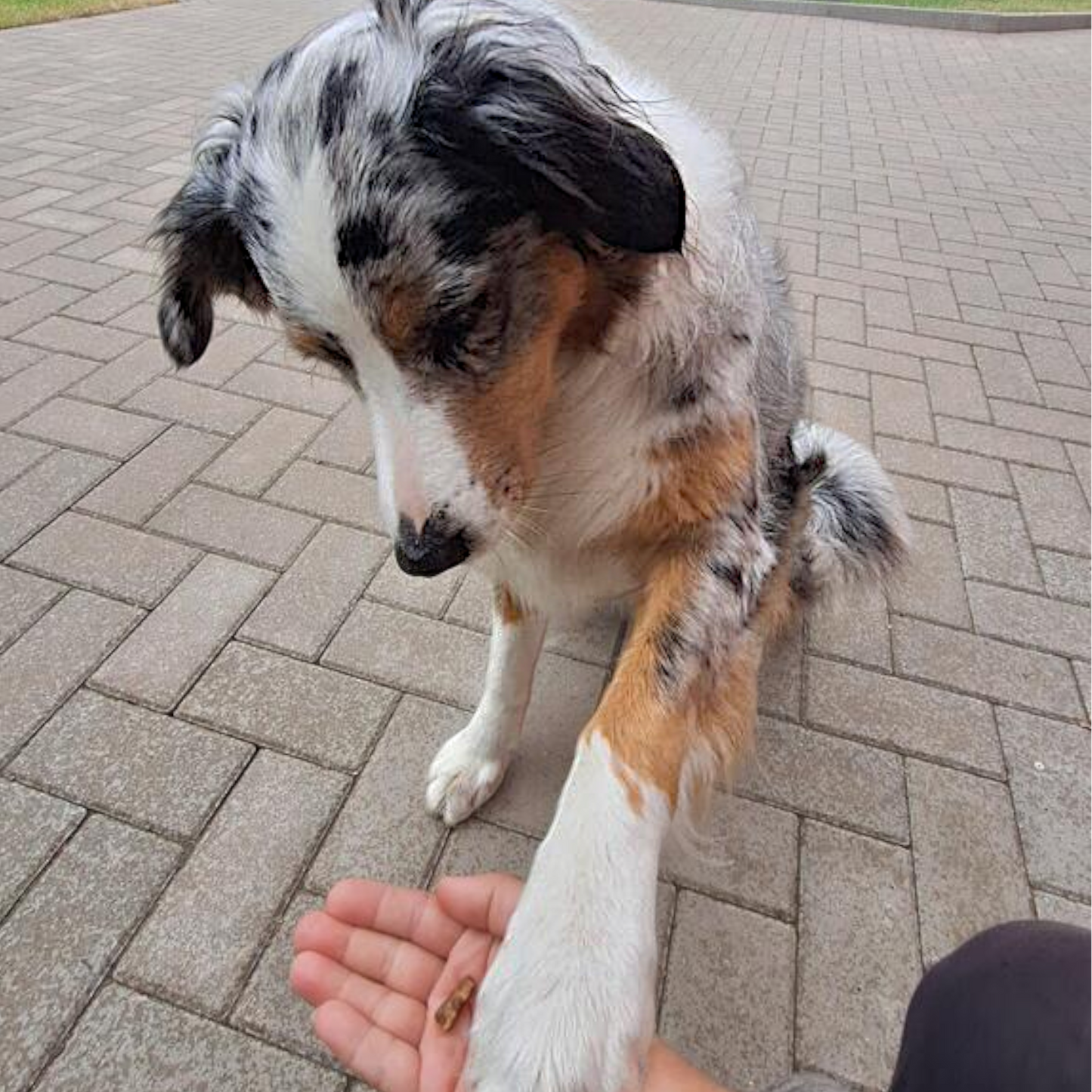 Wildes Land Dog - Trainingssticks Pferd