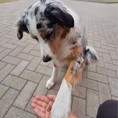 Wildes Land Dog - Trainingssticks Pferd