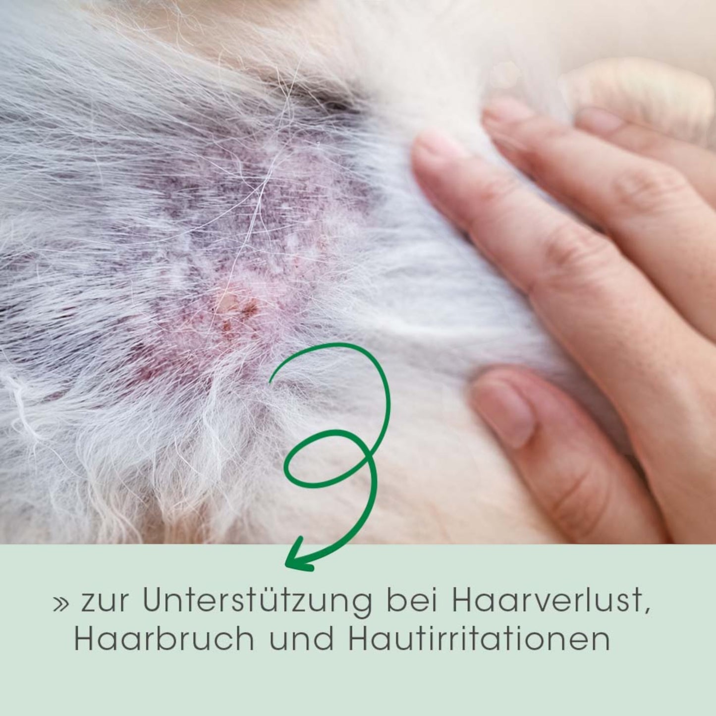 cdVet Dog & Cat – Fell & Haut Vital