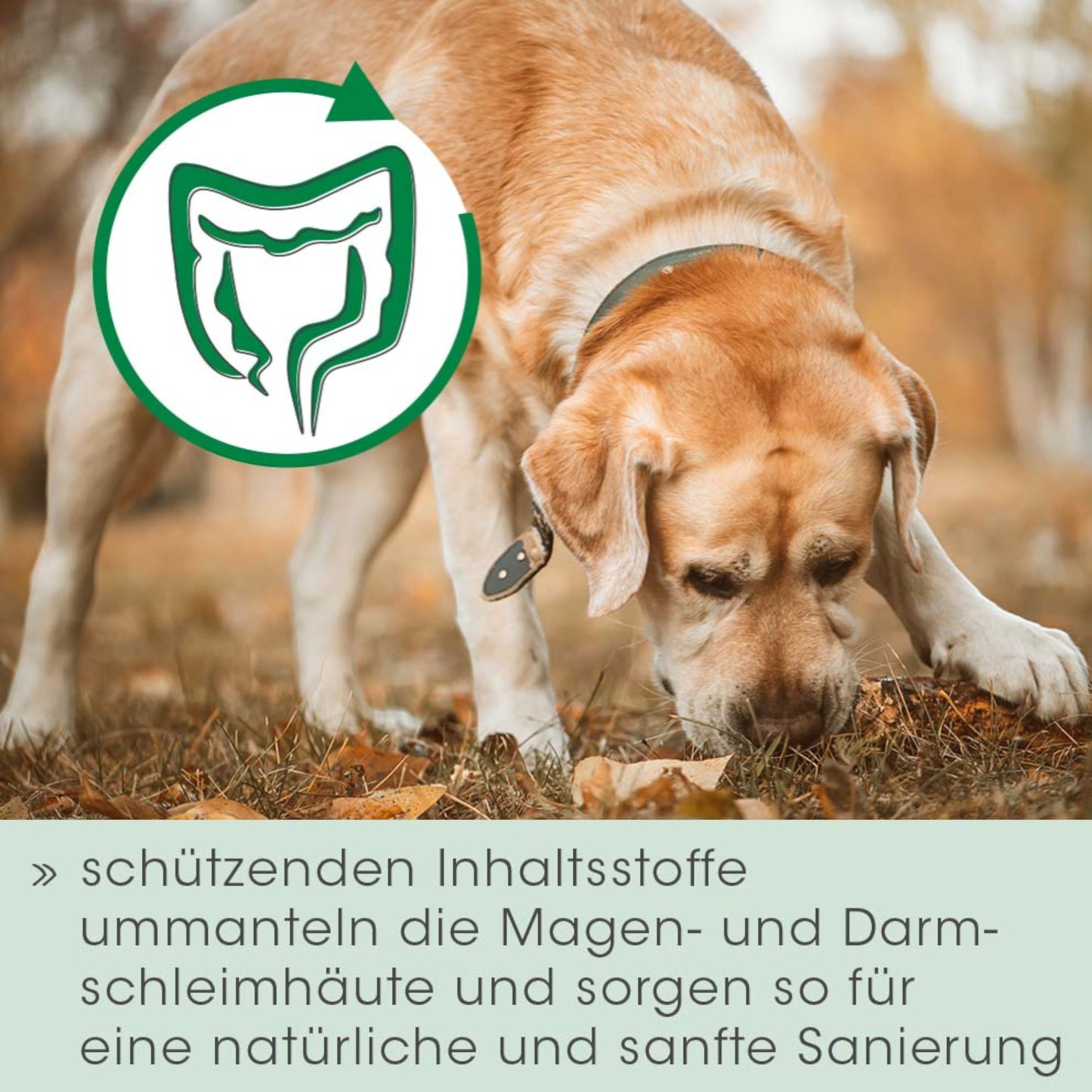 cdVet Dog & Cat – Magenschutz