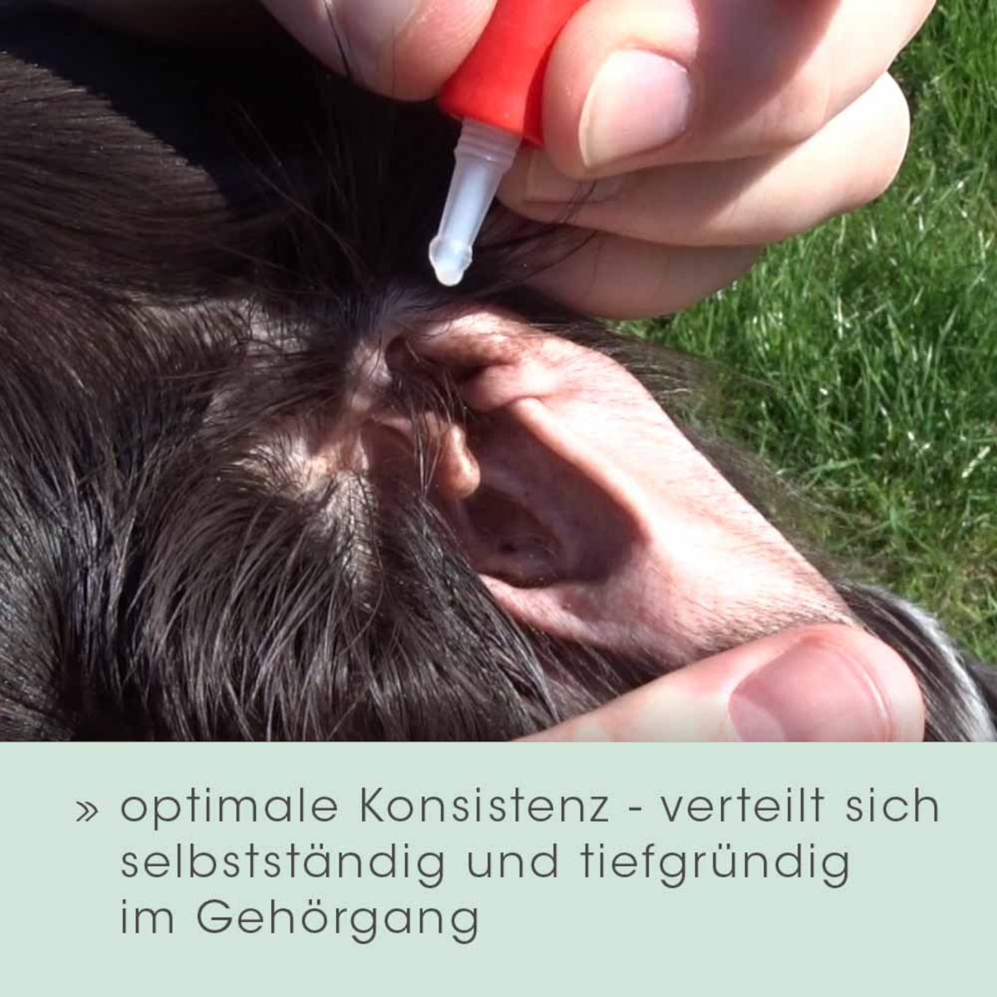 cdVet Dog – Ohrenpflege für Hunde