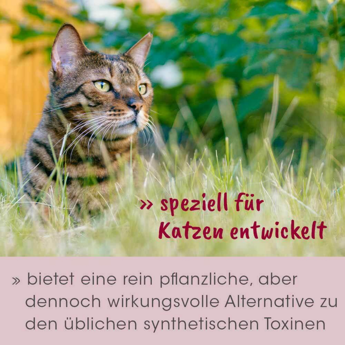 feliTATZ AbwehrKonzentrat