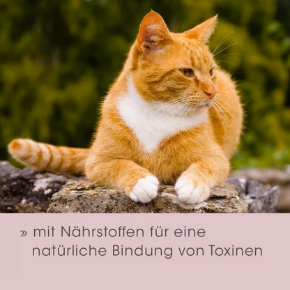 feliTATZ DarmRegulanz