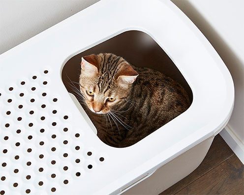 Savic Katzentoilette Hop In – Die smarte Lösung für ein sauberes Zuhause!