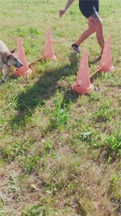 Trixie Pylonen-Hindernis – Vielseitiges Training für Körper & Kopf