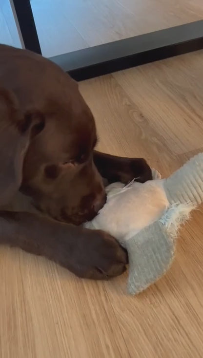 Shiggy – Die nachhaltige Schildkröte mit Überraschungseffekt