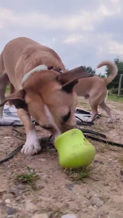 West Paw Toppl – Der clevere Snack-Becher für smarte Hunde